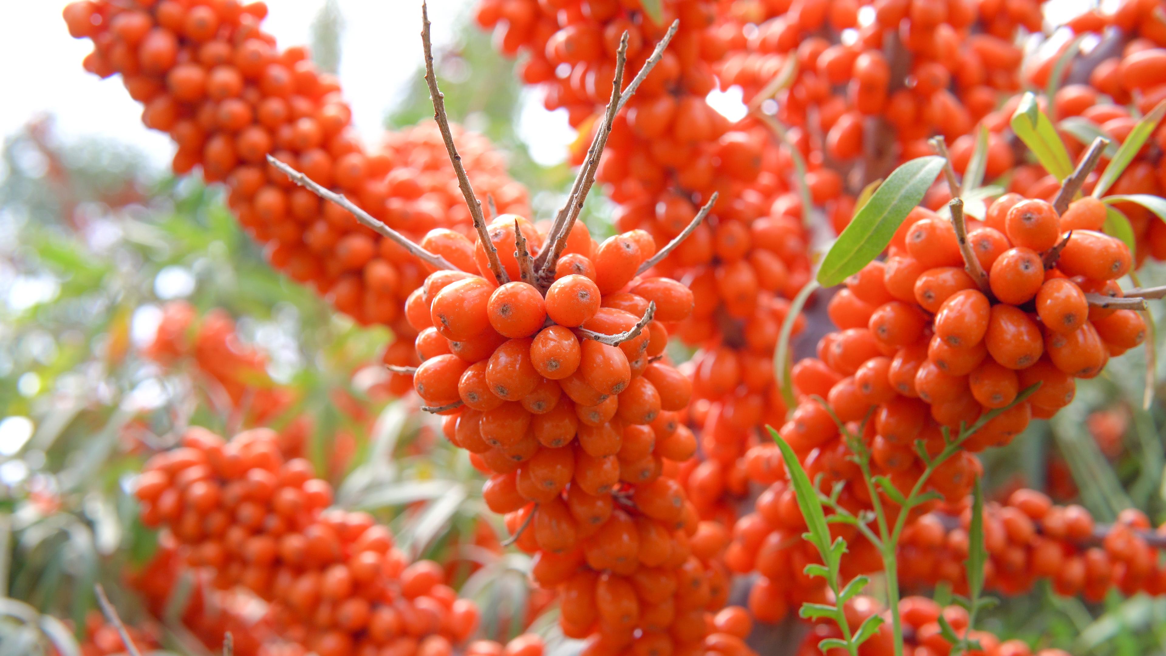 沙棘——民族醫藥的遺珠