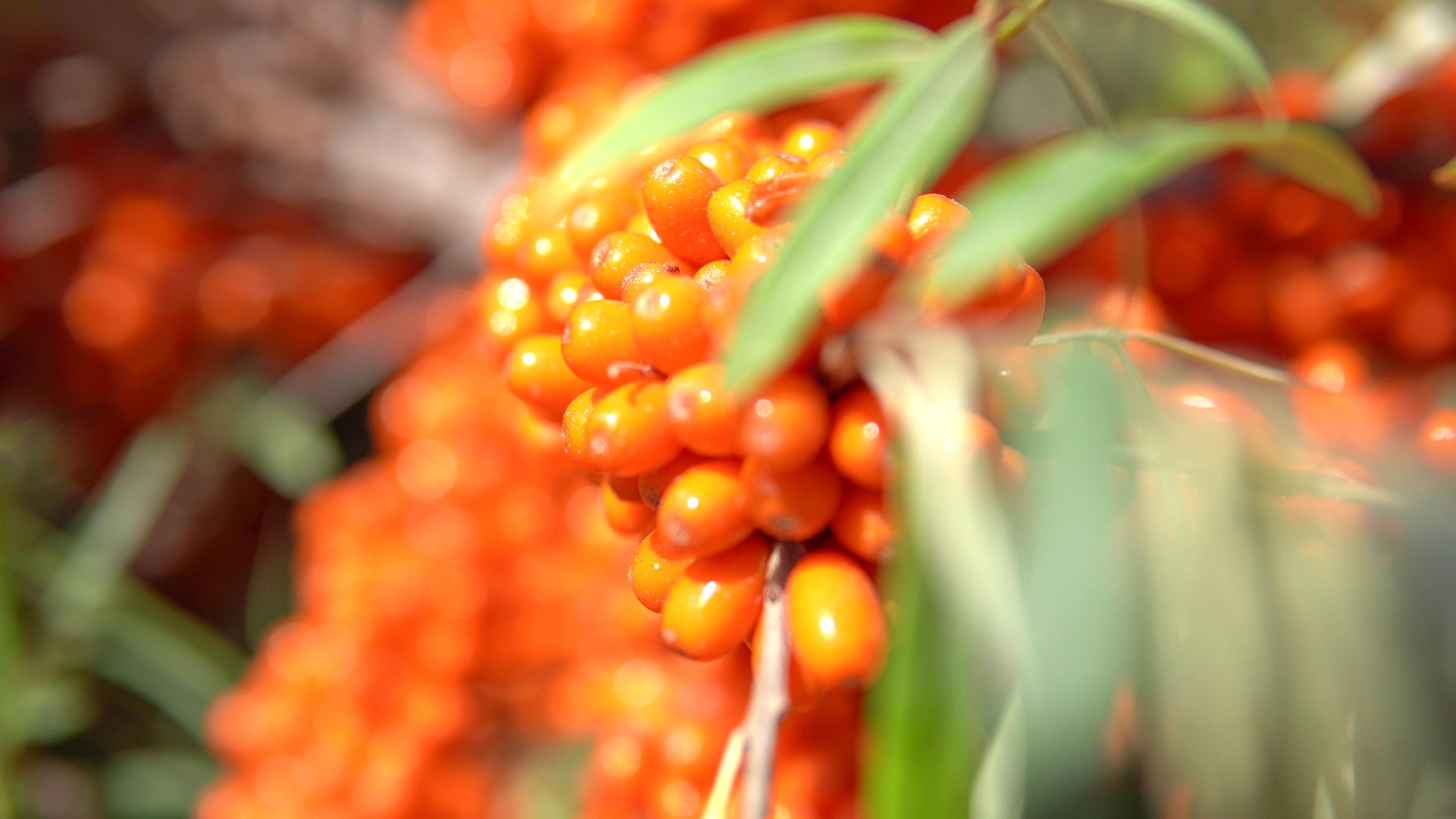 沙棘對心腦血管疾病的防治作用