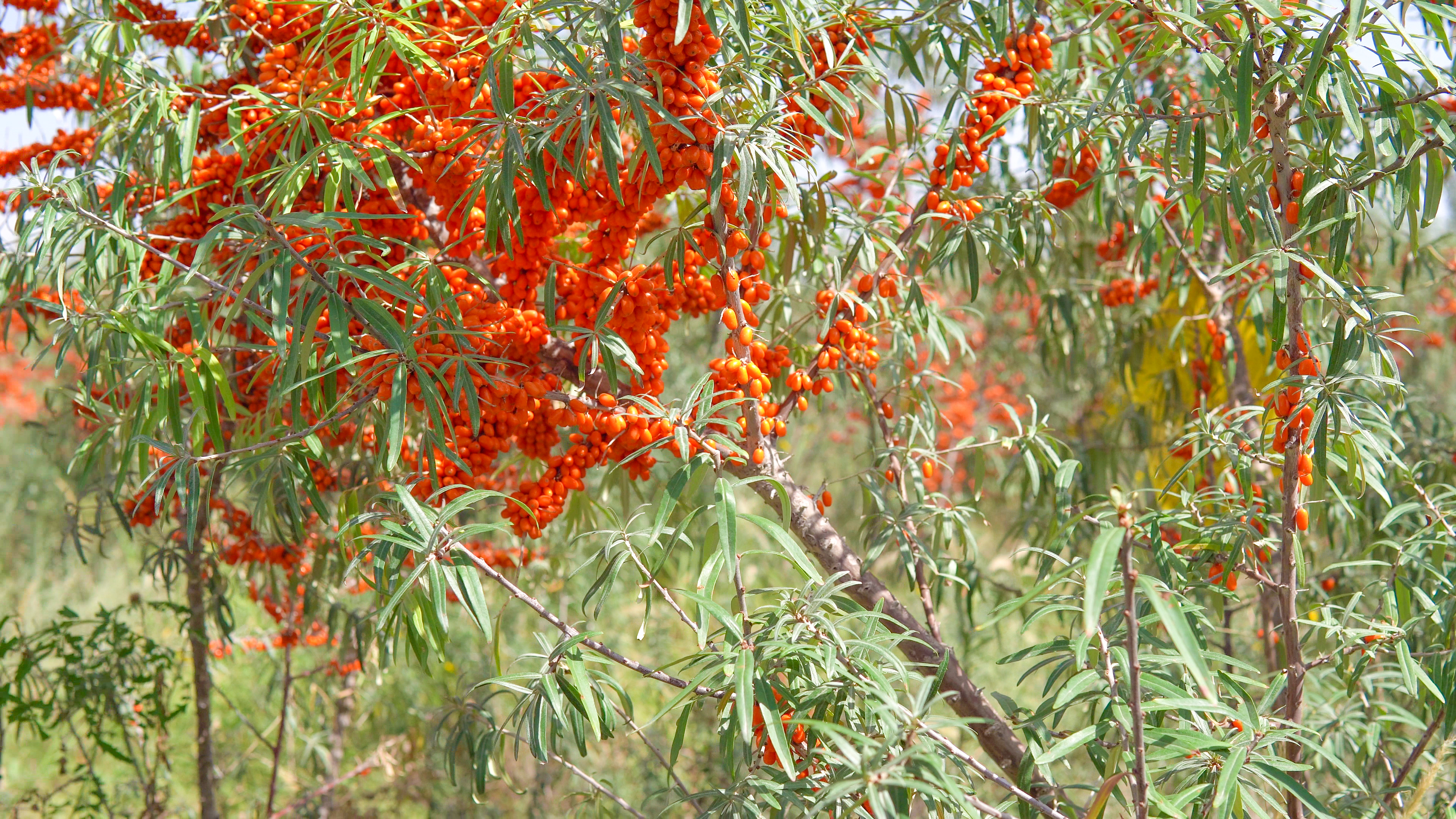 沙棘樹(shù) (4).jpg