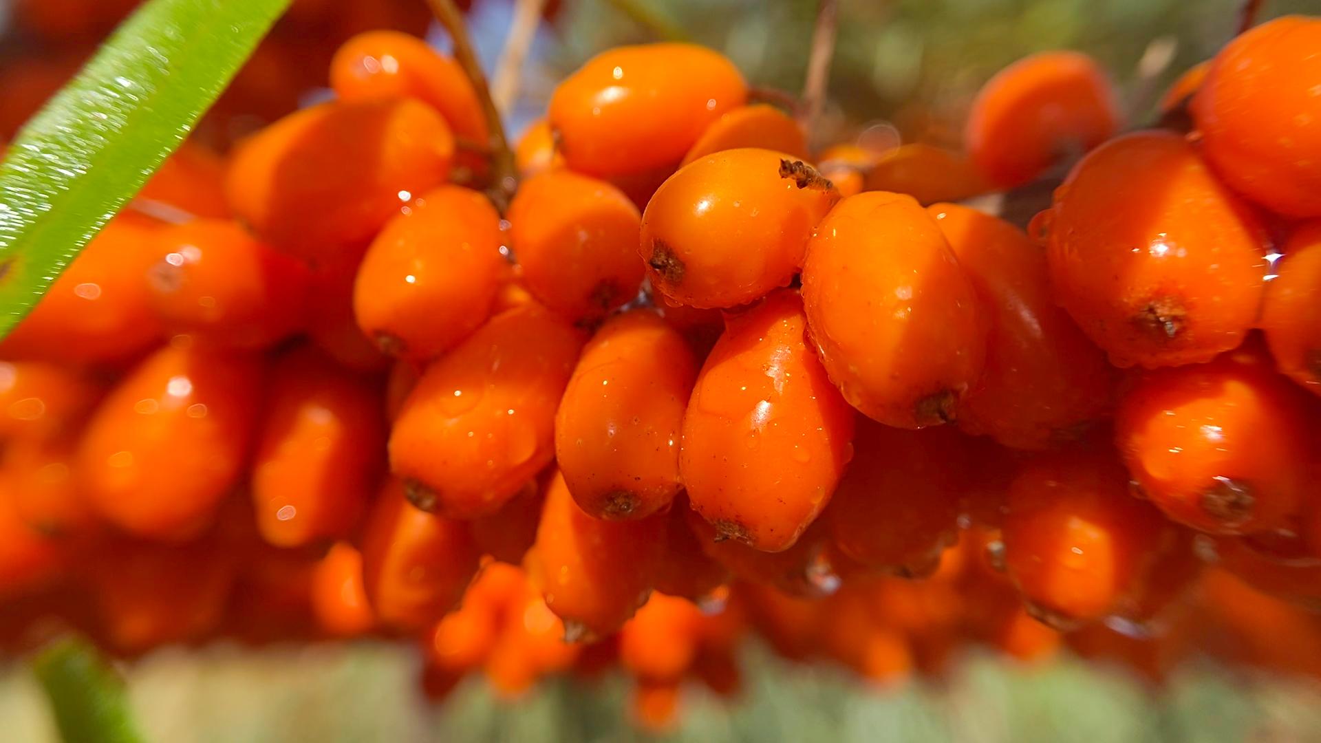 沙棘，助力大腦健康