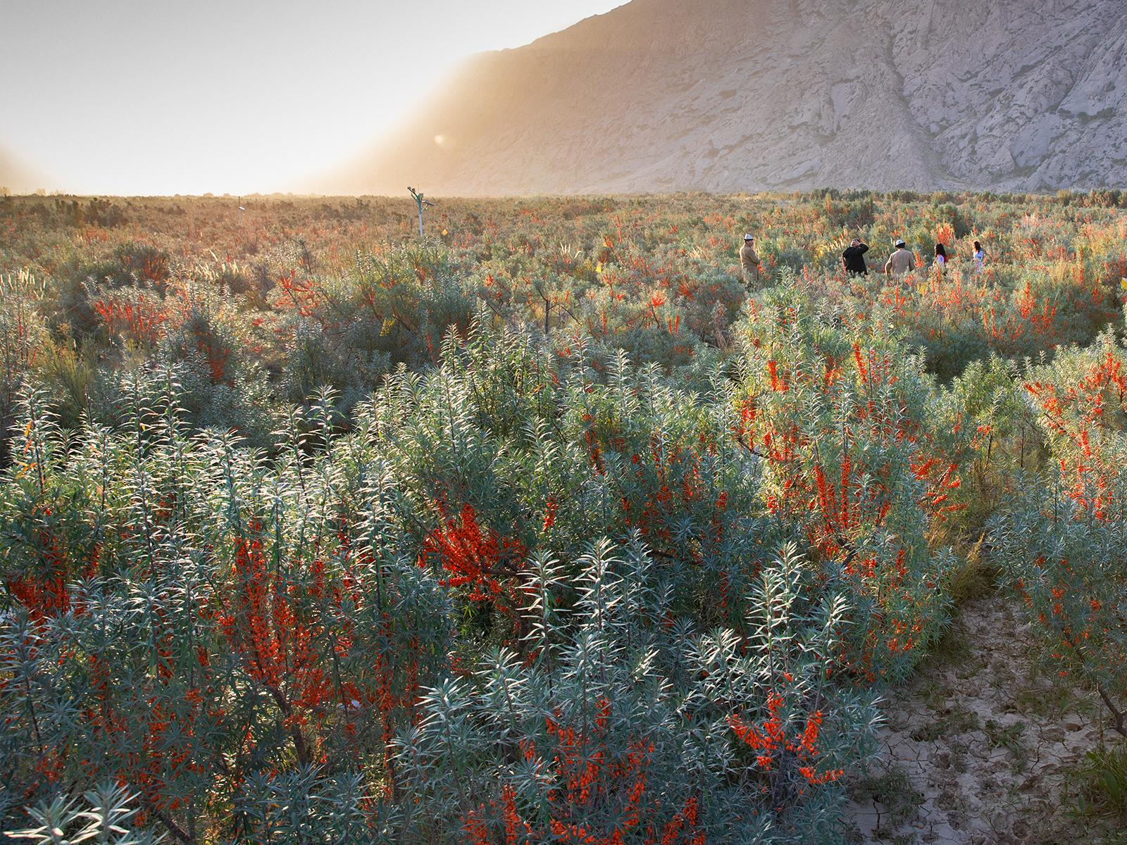 入選2023年度第一批重點(diǎn)園區引才育才計劃，中科沙棘科研實(shí)力再獲認可！